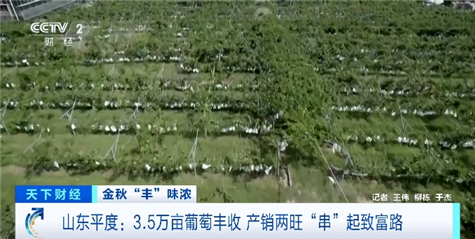 智慧物流助山东葡萄从“枝头”直抵“舌尖”火狐电竞(图1) 智慧物流助山东葡萄从“枝头”直抵“舌尖”火狐电竞(图1)