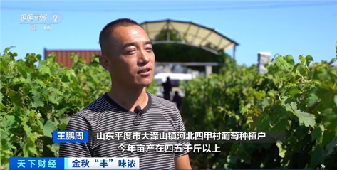 智慧物流助山东葡萄从“枝头”直抵“舌尖”火狐电竞(图4) 智慧物流助山东葡萄从“枝头”直抵“舌尖”火狐电竞(图4)