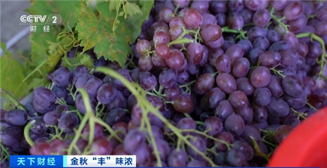 智慧物流助山东葡萄从“枝头”直抵“舌尖”火狐电竞(图5) 智慧物流助山东葡萄从“枝头”直抵“舌尖”火狐电竞(图5)