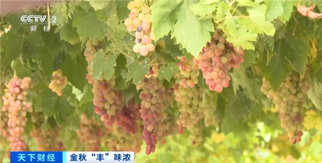 智慧物流助山东葡萄从“枝头”直抵“舌尖”火狐电竞(图7) 智慧物流助山东葡萄从“枝头”直抵“舌尖”火狐电竞(图7)